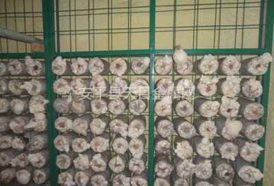 蘑菇种植网片 种植蘑菇网片 食用菌网片