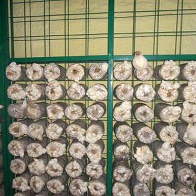 蘑菇生长架 金针菇养殖网片 浸塑蘑菇房网架 培育房苗床 食用菌苗架