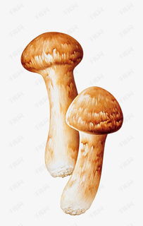 黄色手绘蘑菇素材图片免费下载 高清png 千库网 图片编号9319511