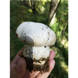 天祝野蘑菇 全国包邮78元图片大全 邮乐官方网站