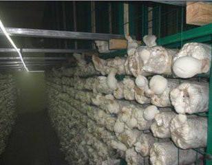泸州蘑菇网